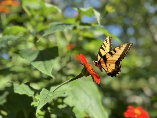 Atlanta Botanical Garden by null