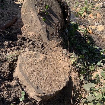 JC Tree Experts - Before - Tree Services Near Me JC Tree Experts - Before - Tree Services Near Me