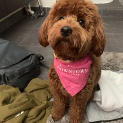 Woof Gang Bakery & Grooming Las Vegas - What penny should have looked like when she came out of the groomers. Because this is a teddy bear cut..