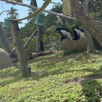 Naples Zoo - Primates - Zoos Near Me - Naples, Florida