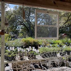Plant Local - Well tended plants