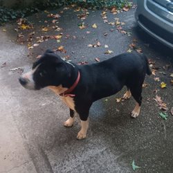Panhandle Animal Welfare Society - This is Buddy he been missing sense Friday January 3,2025 please this site is a good site for you to be able to help find ower pets