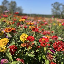 Flat Top Mountain Farm - Pick your own flower field