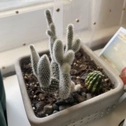 Evergreen Plant Co - Cacti plant bar