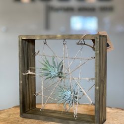 Reed's Florists - Air Plant Frame