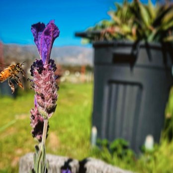 The Bartering Bees - Pest Control Near Me The Bartering Bees - Pest Control Near Me