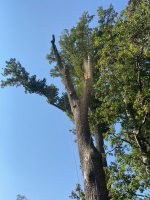 TREE REMOVALS - Removing a large challenge dead tulip poplar tree in the Bethesda,MD area.
