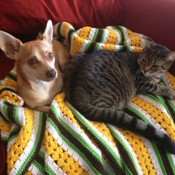See Spot Rescued - Thank you see spot rescued for finding me the perfect, cat friendly, doggie! - Pet Adoption Near Me See Spot Rescued - Thank you see spot rescued for finding me the perfect, cat friendly, doggie! - Pet Adoption Near Me