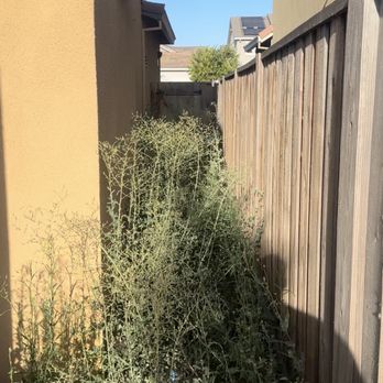 Tropical Landscape - Tall weeds (with trash left behind) - Landscaping Near Me - Oakley, California Tropical Landscape - Tall weeds (with trash left behind) - Landscaping Near Me - Oakley, California