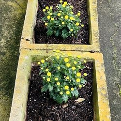Forest Lake Gardens - Mums