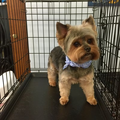 Best Friends Grooming & Training