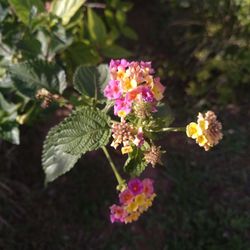 Parque Los Balcones