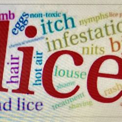 Happy Hair Professional Lice Removal - Colorful words about lice