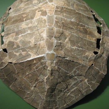 Field Museum - Museums Near Me - Chicago, Illinois Field Museum - Museums Near Me - Chicago, Illinois