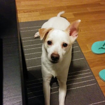 Fur Bar - Fresh and clean! - Pet Groomers Near Me - Toronto, Ontario