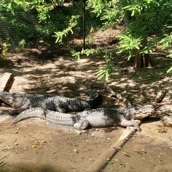 Queens Zoo - Alligator - Zoos Near Me - Corona, New York