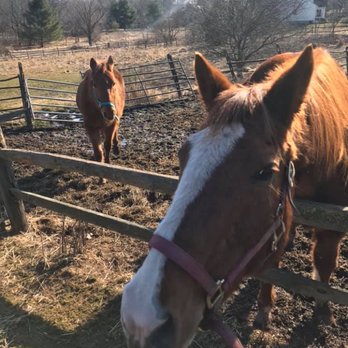 Tal's Pets - Dog Walkers Near Me