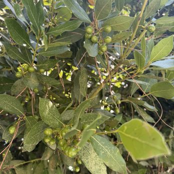 Fattoria Il Poggio - Olives - Wineries Near Me - Montecarlo, LU
