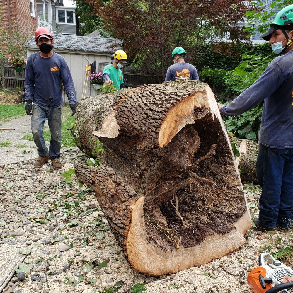 Medina Tree Services - Hollow core - Tree Services Near Me - Waltham, Massachusetts Medina Tree Services - Hollow core - Tree Services Near Me - Waltham, Massachusetts