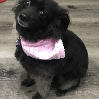 Pet Strands Grooming - Pet Groomers Near Me - Orange, California