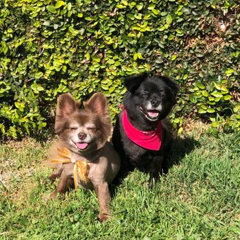 Pet Joy - right after a visit to Pet Joy, they still had their little bandanas that they give them after a wash or cut - Pet Groomers Near Me - Los Angeles, California