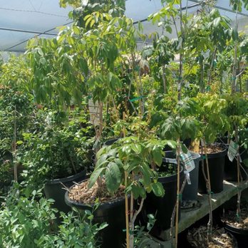 Temple Garden Center - Nurseries & Gardening Near Me - El Monte, California Temple Garden Center - Nurseries & Gardening Near Me - El Monte, California