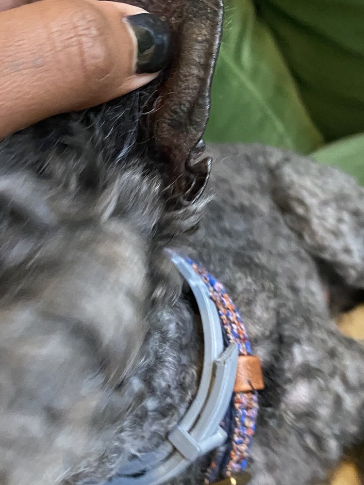 PET PARADISE CHARLOTTESVILLE Updated October 2024 36 Photos & 35