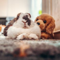 Civil Street Bunny Haven