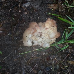 Texas Buckeye Trail - What the heck is it?