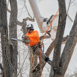 Joe Benigno's Tree Service - Tree trimming & pruning