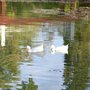Photo of Lago del Parque Sarmiento