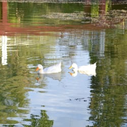 Lago del Parque Sarmiento