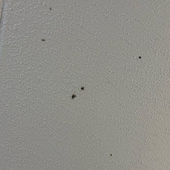 Quality Inn - Mold on ceiling - Hotels Near Me - Weeki Wachee, Florida