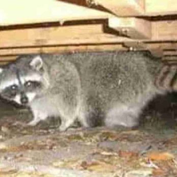 Delaware County Animal Control - This little guy was under someone's porch to remember we removed him safely - Wildlife Control Near Me - Darby, Pennsylvania Delaware County Animal Control - This little guy was under someone's porch to remember we removed him safely - Wildlife Control Near Me - Darby, Pennsylvania