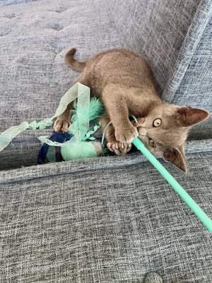 Meows Rakuen by null