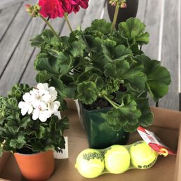 I bought two geranium plants and some Kong tennis balls for my dog. I bought two geranium plants and some Kong tennis balls for my dog.
