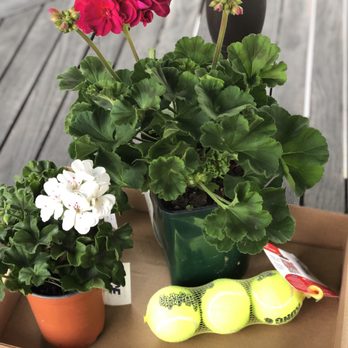 Ace Hardware of La Crescenta - I bought two geranium plants and some Kong tennis balls for my dog. - Hardware Stores Near Me - La Crescenta, California Ace Hardware of La Crescenta - I bought two geranium plants and some Kong tennis balls for my dog. - Hardware Stores Near Me - La Crescenta, California
