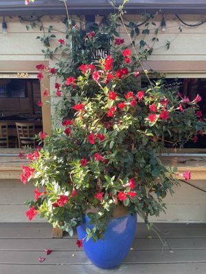 The Ould Sod by null