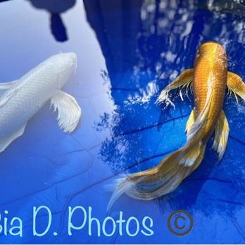 Swimming Jewel - Just picked out three new beautiful butterfly koi to add to my growing collection, gold and platinum. - Pool Cleaners Near Me Swimming Jewel - Just picked out three new beautiful butterfly koi to add to my growing collection, gold and platinum. - Pool Cleaners Near Me