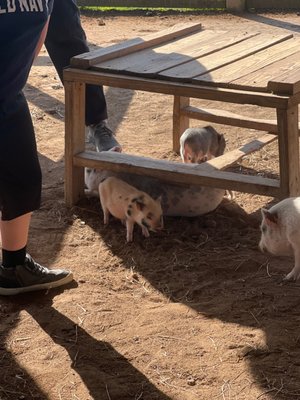 Bayou Wildlife Zoo by null