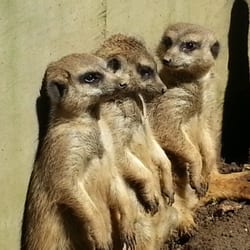 Park Rose birds of prey centre and animal park