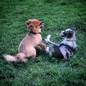 Redlands Dog Park - Leah and Luna playing - Dog Parks Near Me - Redlands, California Redlands Dog Park - Leah and Luna playing - Dog Parks Near Me - Redlands, California