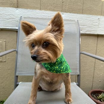 Cali Pet Goodz - Cut by May - Pet Groomers Near Me - Morgan Hill, California
