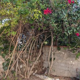 They trimmed back the branches and smoothed them so people won't get poked.