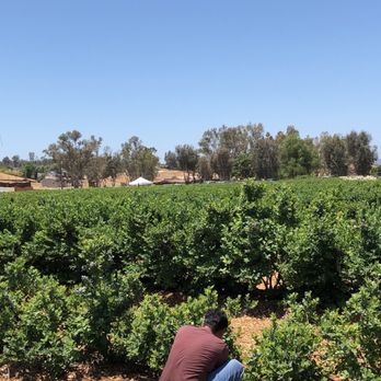 Temecula Berry - Farms Near Me - Temecula, California