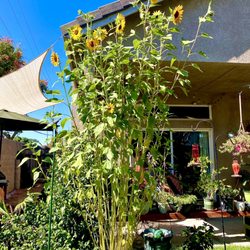 Rain Forest Nursery - Sunflower growth from Rainforest nursery...