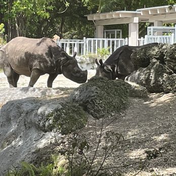 Zoo Miami - Rhinoceros - Zoos Near Me - Miami, Florida Zoo Miami - Rhinoceros - Zoos Near Me - Miami, Florida