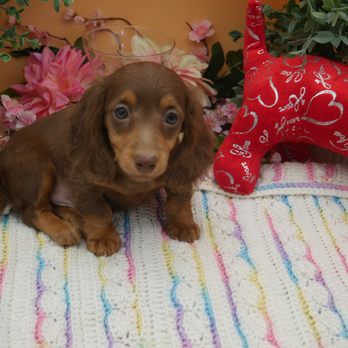 Heartfelt Dachshunds - long hair chocolate and tan - Pet Breeders Near Me - Lumberton, North Carolina Heartfelt Dachshunds - long hair chocolate and tan - Pet Breeders Near Me - Lumberton, North Carolina