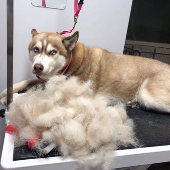 Dozo Dog - Rosie during her grooming session! They even send you pictures of your best friend as you wait for them :) - Pet Groomers Near Me - Astoria, New York Dozo Dog - Rosie during her grooming session! They even send you pictures of your best friend as you wait for them :) - Pet Groomers Near Me - Astoria, New York