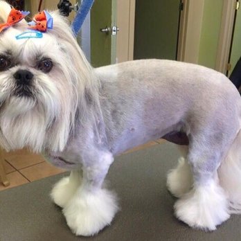 South Point Animal Clinic - Cookie - Asian Infusion hair do - Veterinarians Near Me - Tempe, Arizona South Point Animal Clinic - Cookie - Asian Infusion hair do - Veterinarians Near Me - Tempe, Arizona